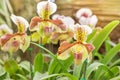 Close up Paphiopedilum villosum Lindl. Stein or LadyÃ¢â¬â¢s slipper or Slipper orchid wild orchid